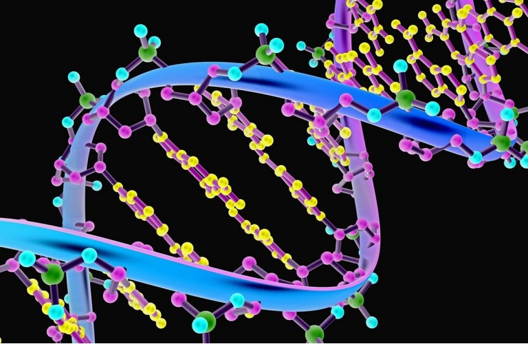 NMN Repair DNA